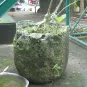 morepic-1